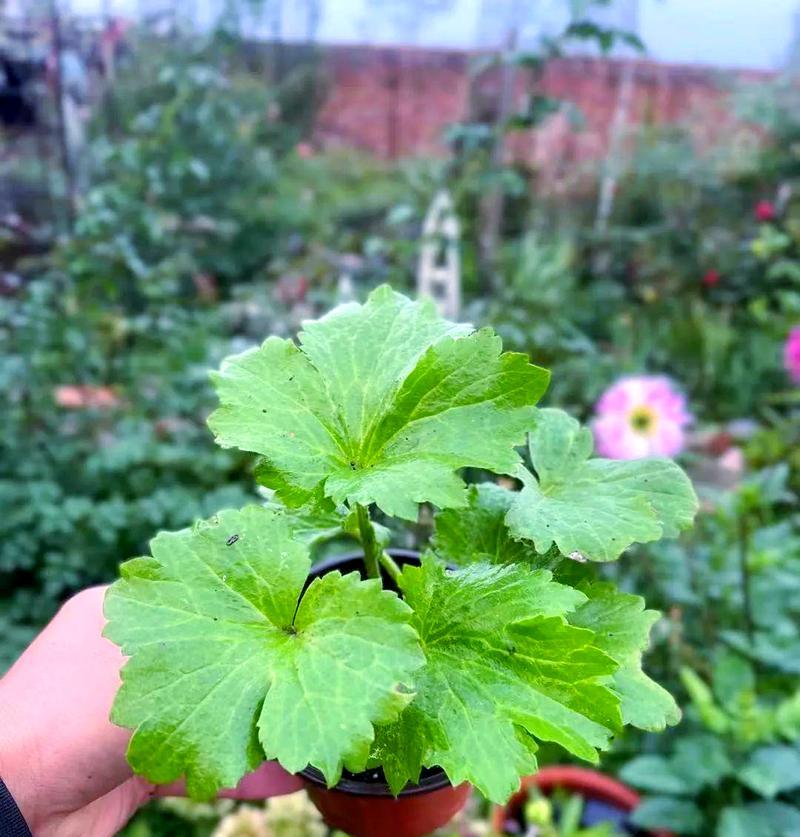花毛茛不催芽种植方法是什么？需要注意哪些事项？