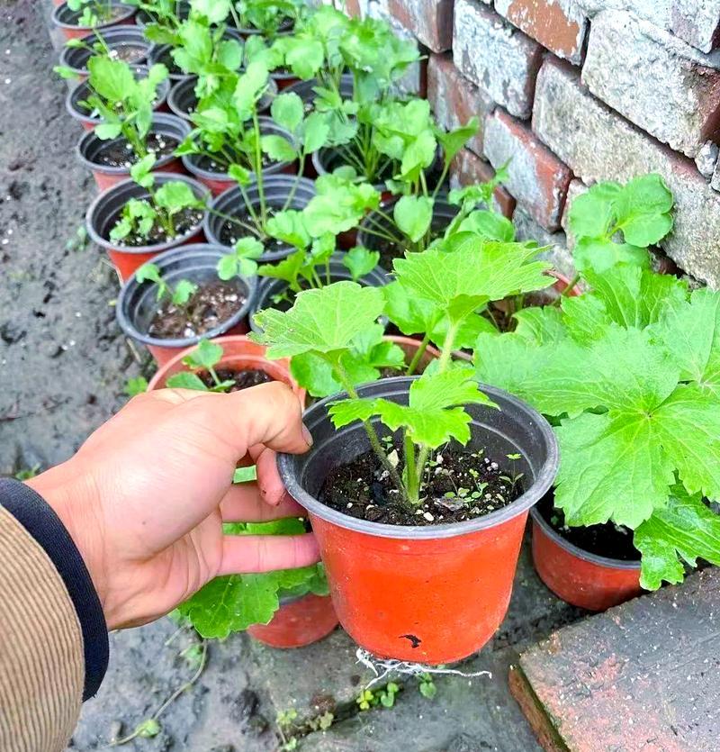 花毛茛不催芽种植方法是什么？需要注意哪些事项？
