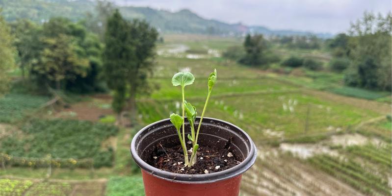 花毛茛不催芽种植方法是什么？需要注意哪些事项？