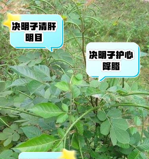 决明子种植方法有哪些？如何确保种植成功？