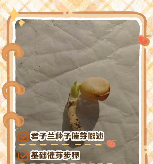 僵苗催芽的最佳方法是什么？如何确保种子快速发芽？