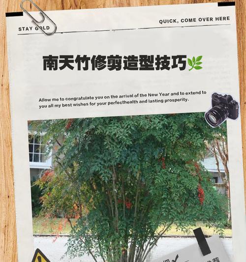 南方水竹修剪枝条的最佳时机是什么时候？如何正确修剪？