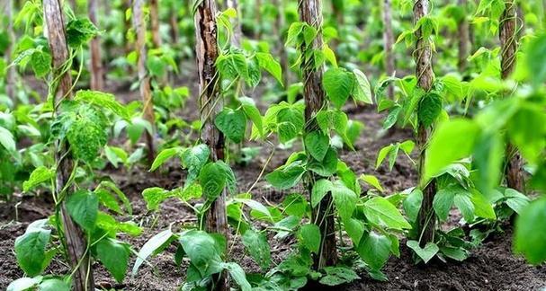 不催芽的豆角种植方法是什么？如何确保高产？