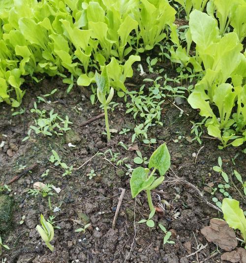 不催芽的豆角种植方法是什么？如何确保高产？