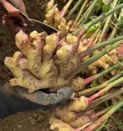 冬季姜苗怎么种植方法？有哪些注意事项？