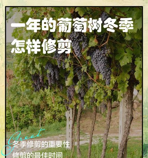 大树葡萄修剪枝技巧有哪些？如何正确进行修剪？
