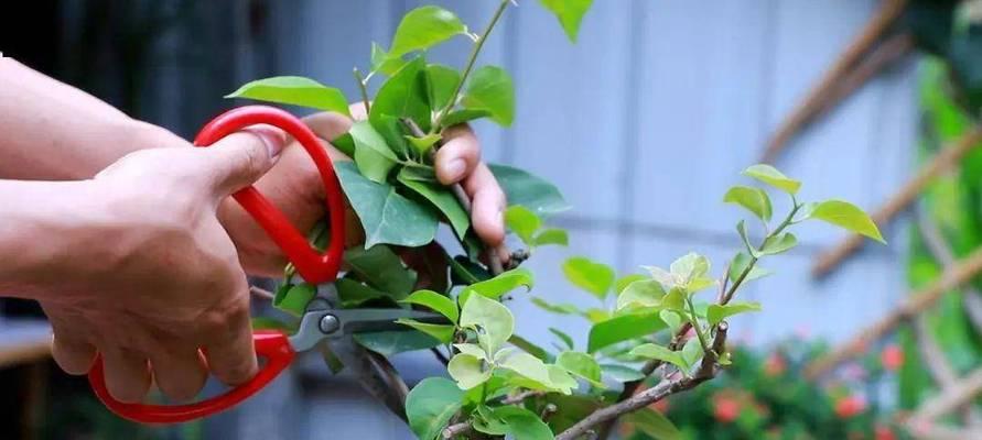 紫凤凰修剪枝条的最佳时机是什么时候？如何正确修剪？