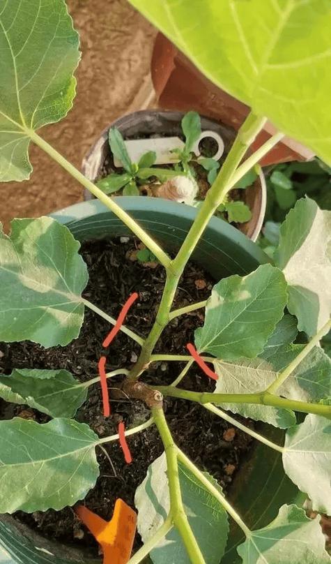 紫凤凰修剪枝条的最佳时机是什么时候？如何正确修剪？