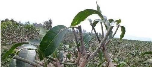 紫凤凰修剪枝条的最佳时机是什么时候？如何正确修剪？