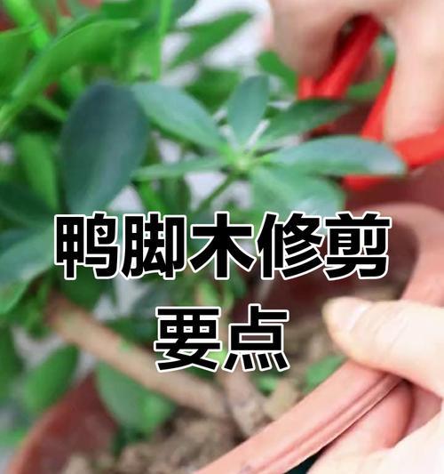 须子修剪枝条的最佳方法是什么？修剪后如何护理？