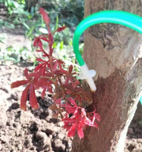枫树树杆种植方法是什么？如何确保成活率高？