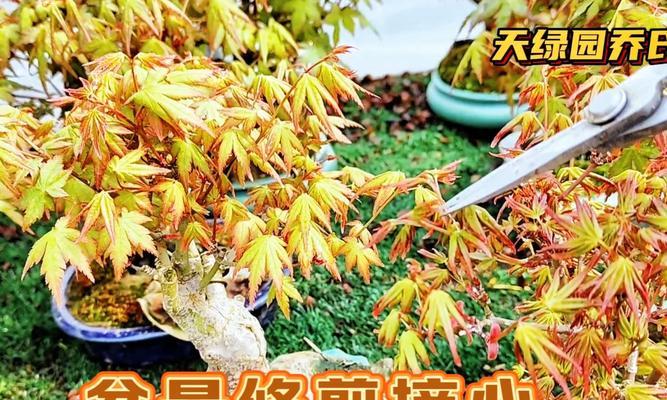 枫树树杆种植方法是什么？如何确保成活率高？