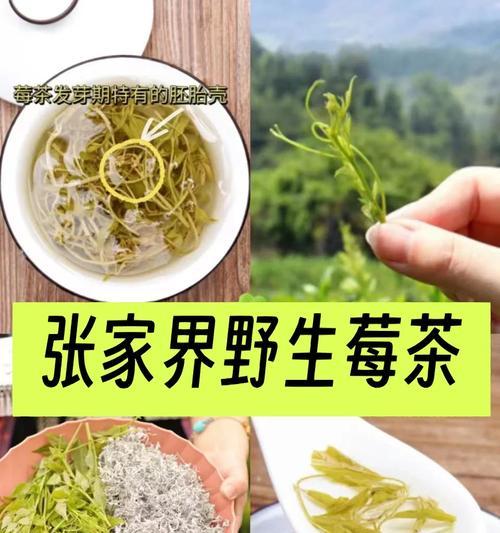 浆果型种子催芽方法是什么？需要多长时间才能发芽？