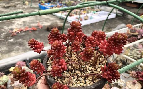 绿浆果修剪枝条的最佳时机是什么时候？如何正确修剪以促进生长？