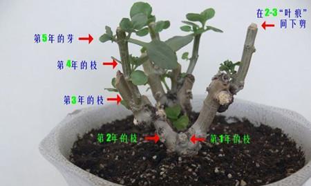 绿浆果修剪枝条的最佳时机是什么时候？如何正确修剪以促进生长？