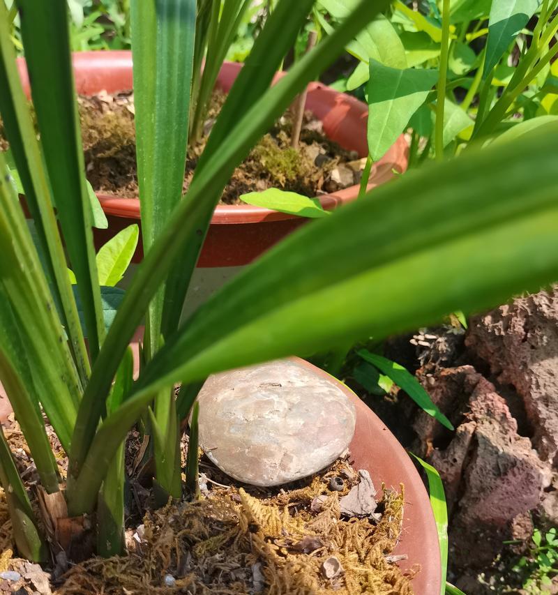 兰花雨水催芽怎么办呢？如何正确处理兰花催芽问题？