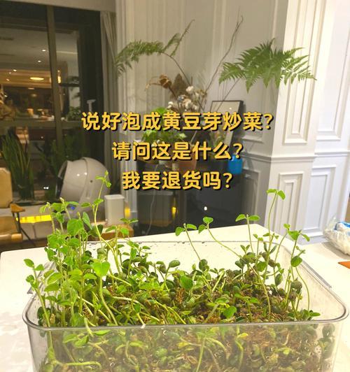 大豆催芽不发芽怎么办？如何解决大豆催芽失败的问题？