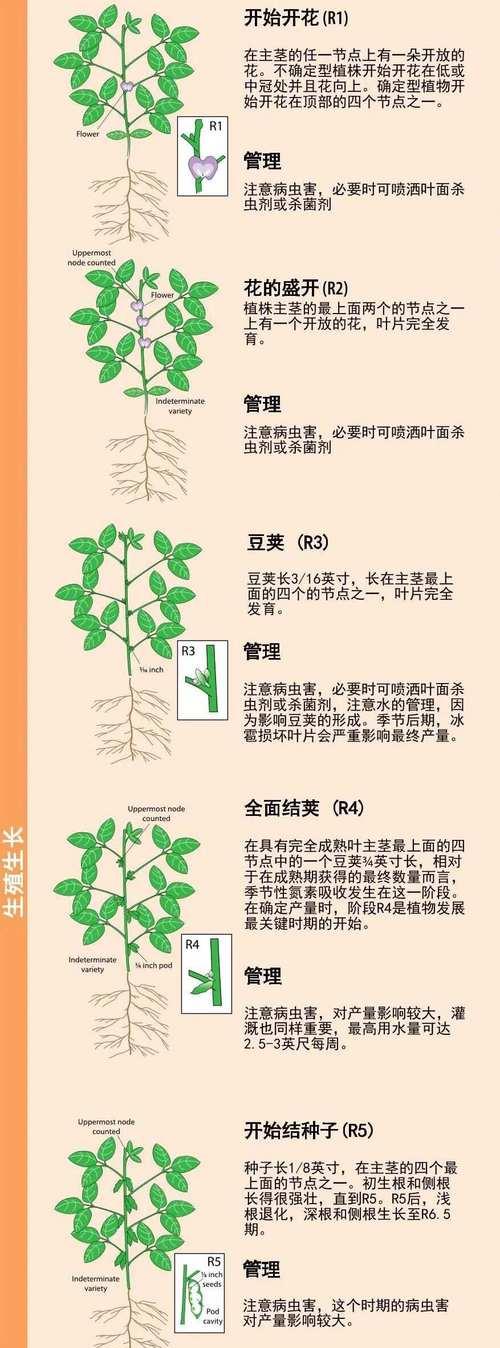 大豆催芽不发芽怎么办？如何解决大豆催芽失败的问题？