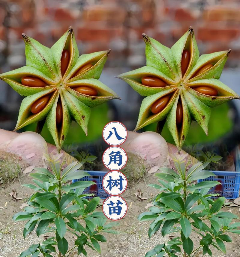 八角瓜种植方法有哪些？如何确保高产？