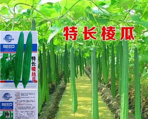 八角瓜种植方法有哪些？如何确保高产？