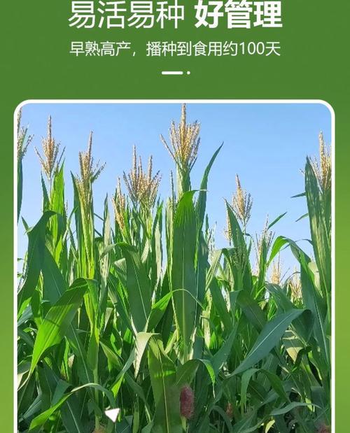 甜高粱种子催芽方法是什么？需要多长时间？