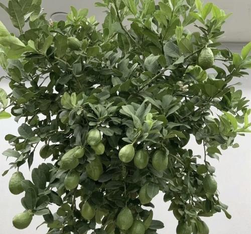 景观橘子修剪枝条的方法是什么？修剪后如何促进新枝生长？
