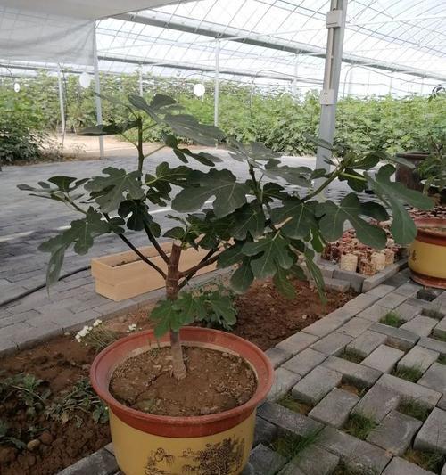 五星果种植方法是什么？如何确保五星果的高产？
