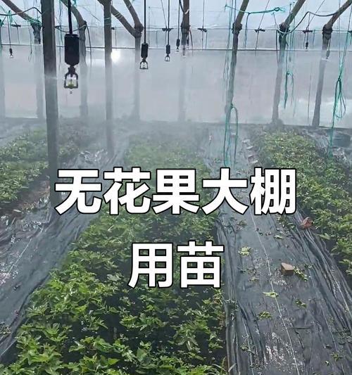 五星果种植方法是什么？如何确保五星果的高产？