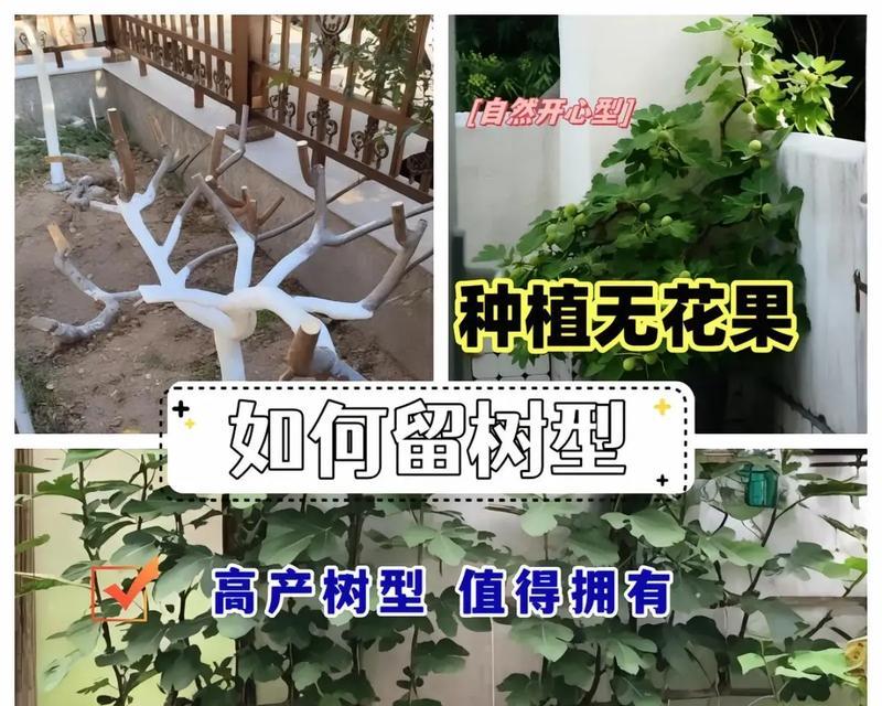 五星果种植方法是什么？如何确保五星果的高产？