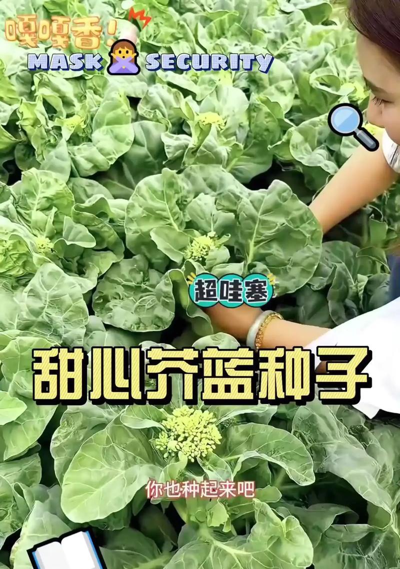 甜心芥蓝种植方法有哪些？如何确保高产？