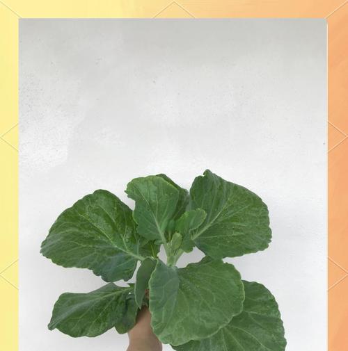 甜心芥蓝种植方法有哪些？如何确保高产？