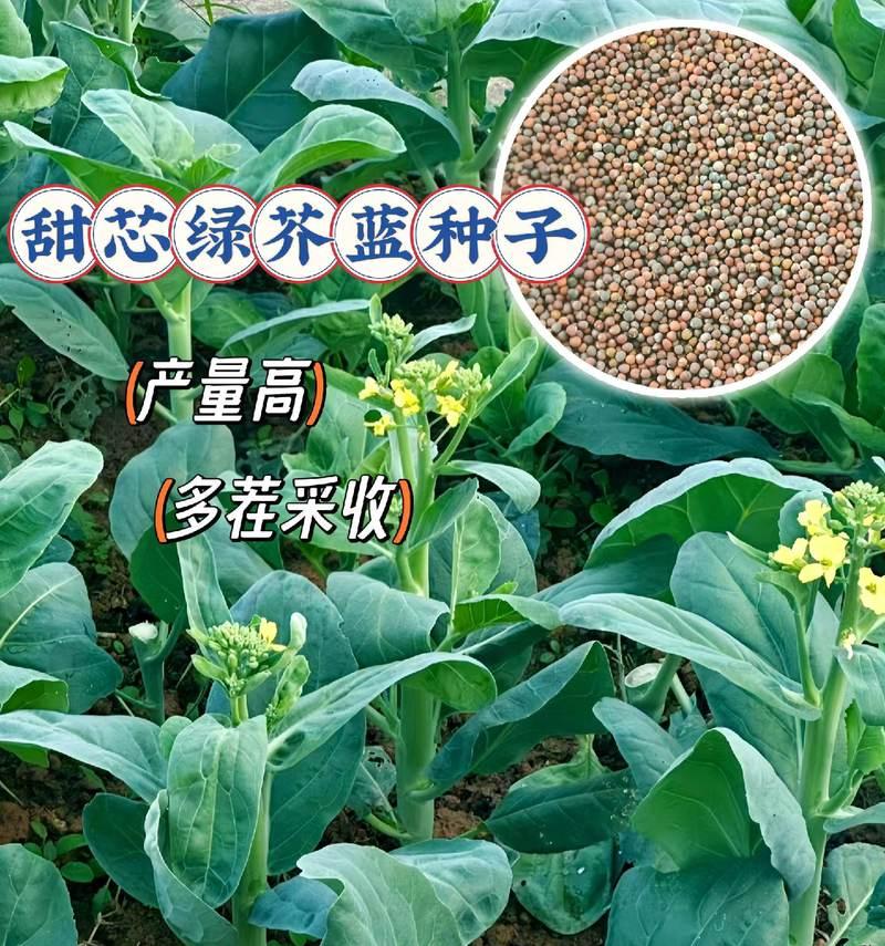 甜心芥蓝种植方法有哪些？如何确保高产？