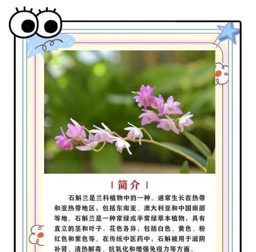 石斛兰花修剪枝叶的最佳时机是什么时候？如何正确修剪？