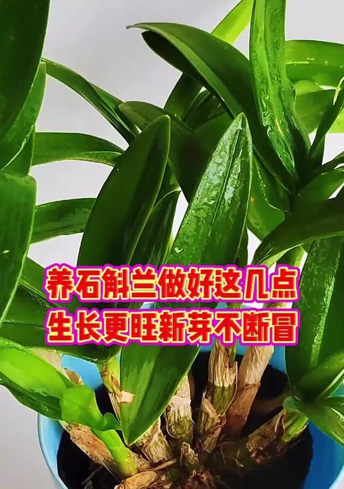 石斛兰花修剪枝叶的最佳时机是什么时候？如何正确修剪？