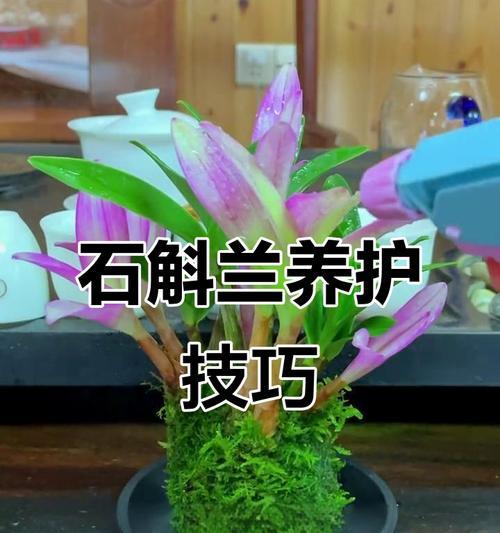 石斛兰花修剪枝叶的最佳时机是什么时候？如何正确修剪？