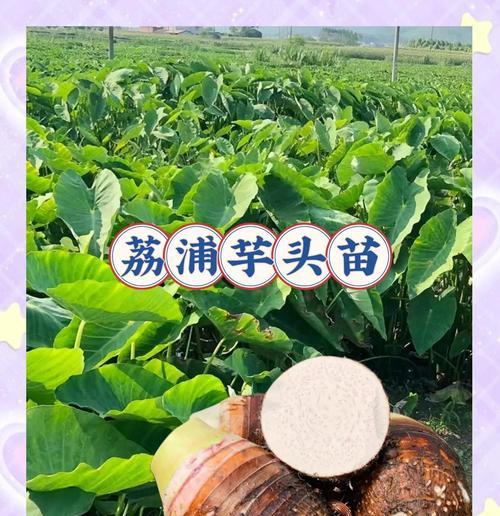 种芋子催芽方法是什么？如何提高芋子发芽率？