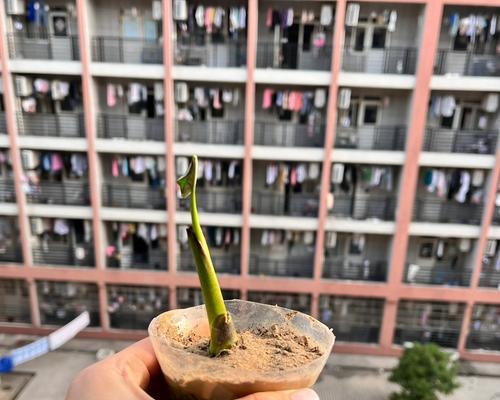 种芋子催芽方法是什么？如何提高芋子发芽率？