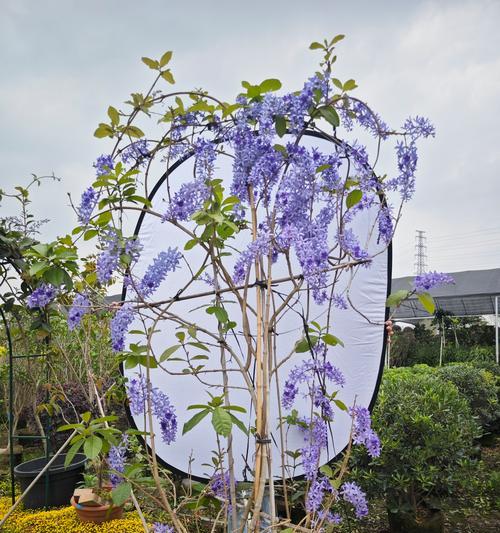 爬藤花催芽方法是什么？如何快速让爬藤花发芽？
