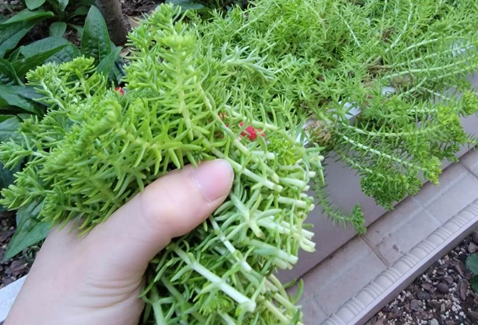 佛甲草催芽方法是什么？需要多长时间才能发芽？