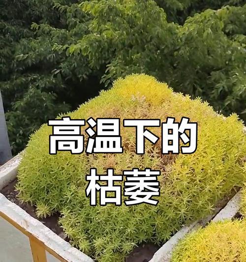 佛甲草催芽方法是什么？需要多长时间才能发芽？