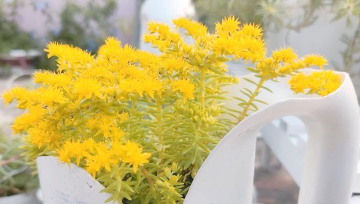 佛甲草催芽方法是什么？需要多长时间才能发芽？
