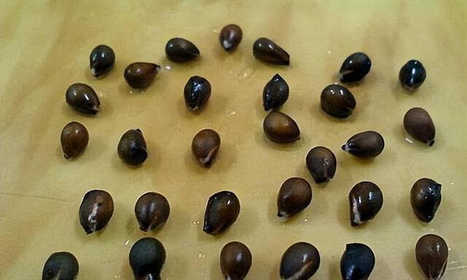 家用蔬菜种子催芽方法有哪些？催芽过程中应注意什么问题？
