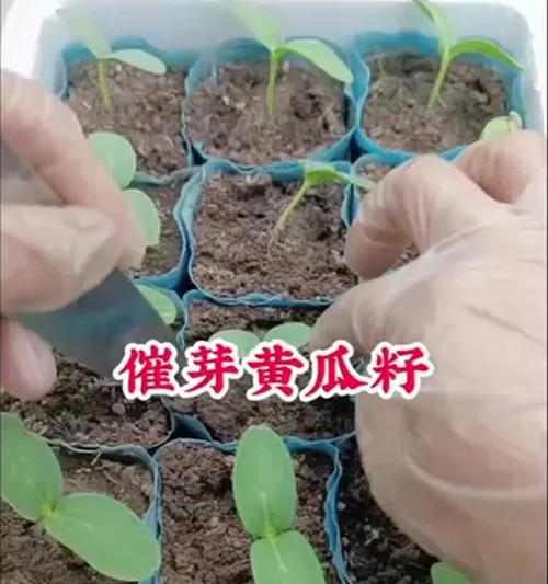 家用蔬菜种子催芽方法有哪些？催芽过程中应注意什么问题？