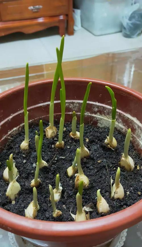蒜芽花怎么种植方法？步骤和注意事项是什么？