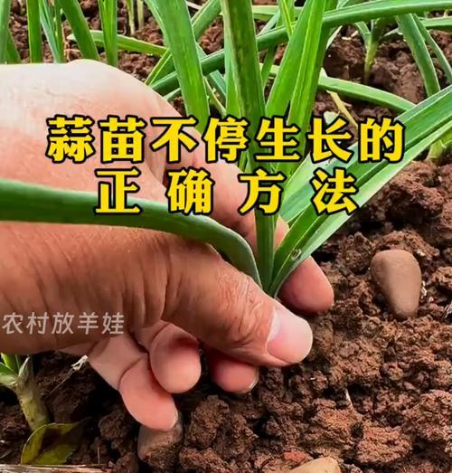 蒜芽花怎么种植方法？步骤和注意事项是什么？