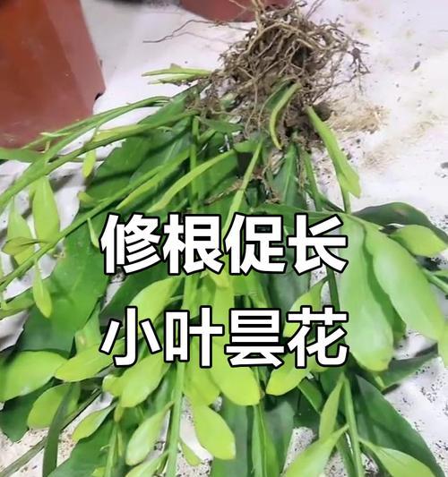 昙花夏季修剪枝条的正确方法是什么？修剪后如何护理？