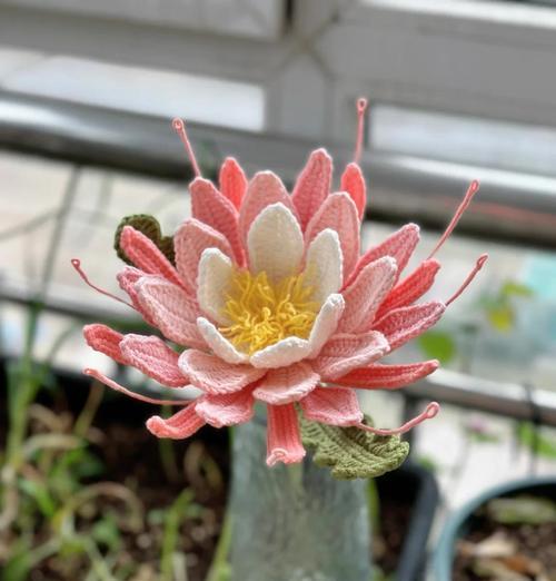 昙花夏季修剪枝条的正确方法是什么？修剪后如何护理？