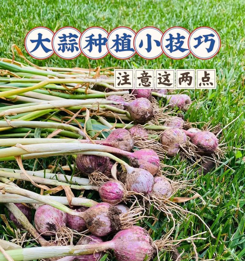 盖膜大蒜种植方法有哪些？如何确保大蒜生长健康？