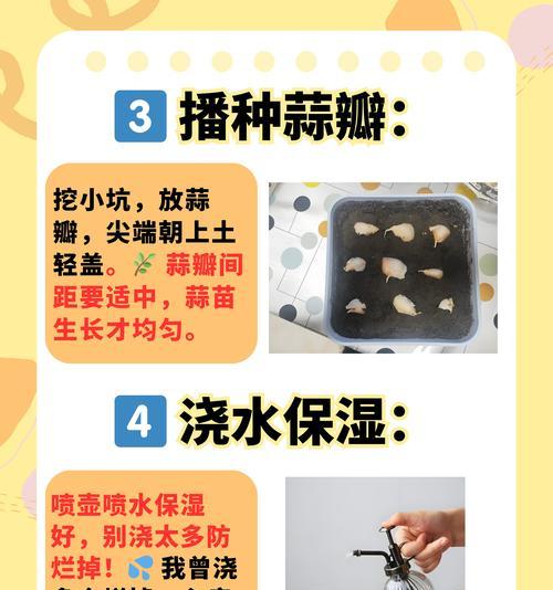 盖膜大蒜种植方法有哪些？如何确保大蒜生长健康？