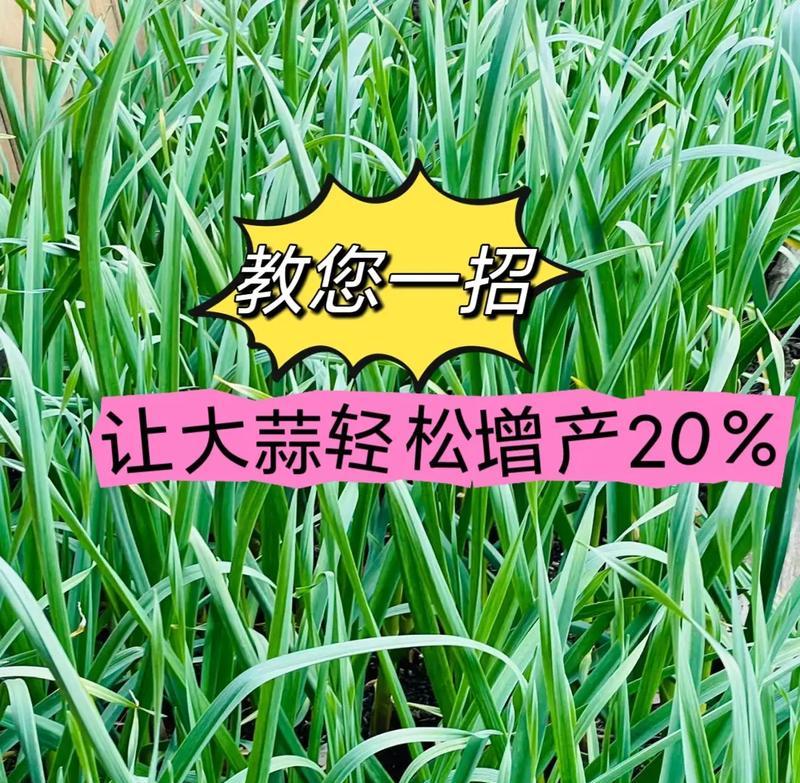 盖膜大蒜种植方法有哪些？如何确保大蒜生长健康？